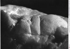 Historisches Foto von Longodromites angustus (Reuss, 1858) (NHMW-AFW-GEO-BACHMAYER-FOTO-1990-0041-2805)